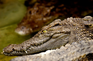 Image showing Crocodile