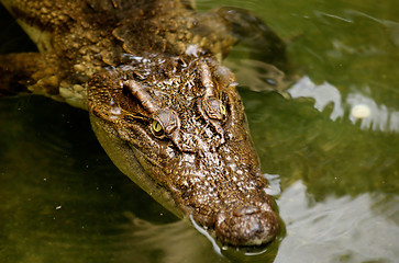 Image showing Crocodile