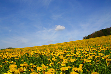 Image showing Field of dandelions