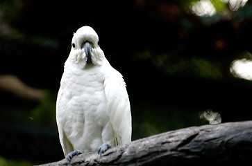 Image showing Bird