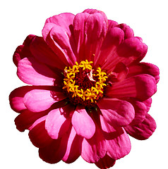 Image showing Isolated Flower