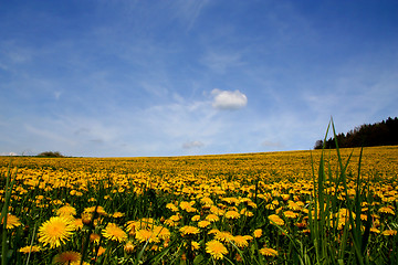 Image showing Field of dandelions