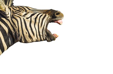 Image showing Zebra Yawn Isolated