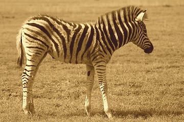 Image showing Zebra