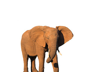 Image showing Elephant Isolated