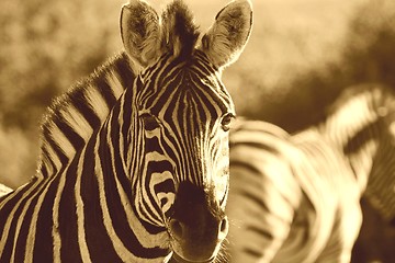 Image showing Zebra