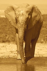 Image showing Muddy Elephant