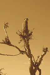 Image showing Meerkat