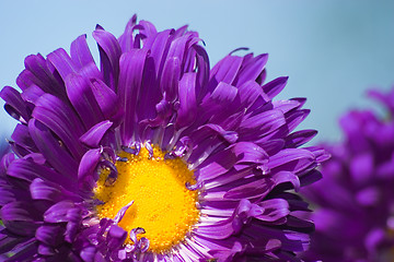 Image showing Aster