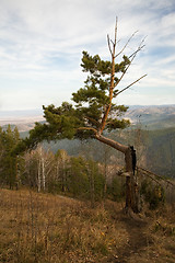 Image showing Spruce with burned trunk.