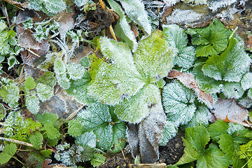 Image showing Ice crystals