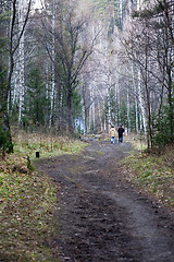 Image showing Footpath in the forest