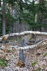 Image showing Footpath in the forest