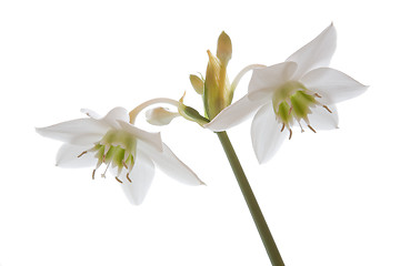 Image showing High key white amaryllis.