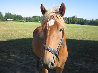 Image showing Beautiful Horse