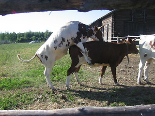 Image showing naughty cows