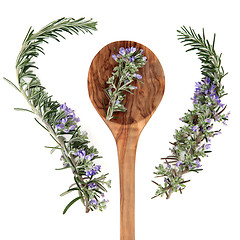 Image showing Rosemary Herb