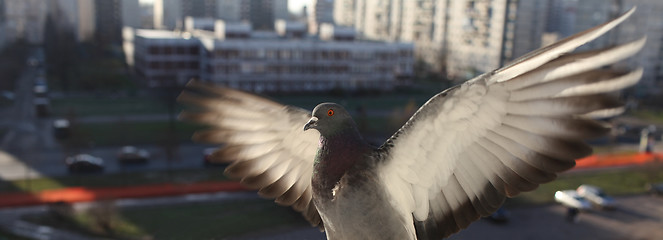 Image showing fly doves