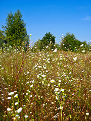 Image showing summer landscape with field of white flowers