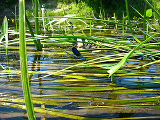 Image showing little dragonfly on the river plant