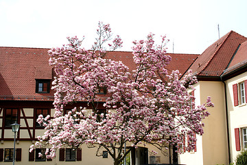 Image showing Patio with magnolia