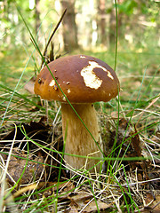 Image showing mushroom in the forest