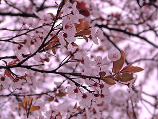 Image showing flower