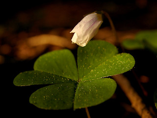 Image showing fresh flower and grass background with dew  water drops 