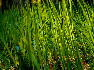 Image showing fresh flower and grass background with dew  water drops 