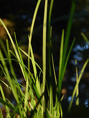 Image showing fresh flower and grass background with dew  water drops 