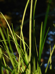 Image showing fresh flower and grass background with dew  water drops 