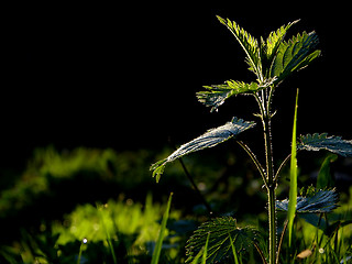 Image showing fresh flower and grass background with dew  water drops 