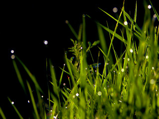 Image showing fresh flower and grass background with dew  water drops 