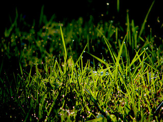 Image showing fresh flower and grass background with dew  water drops 