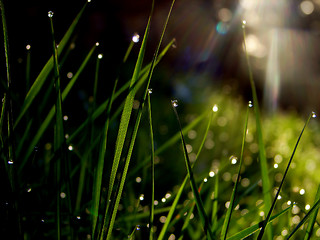 Image showing fresh flower and grass background with dew  water drops 