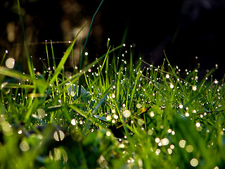 Image showing fresh flower and grass background with dew  water drops 