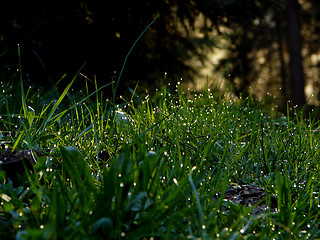 Image showing fresh flower and grass background with dew  water drops 