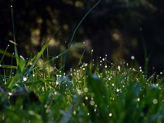 Image showing fresh flower and grass background with dew  water drops 