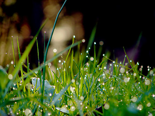 Image showing fresh flower and grass background with dew  water drops 