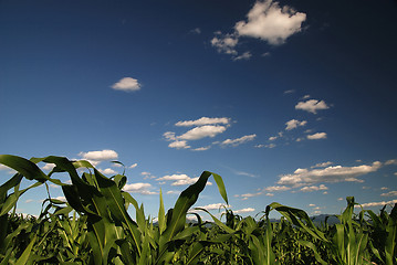 Image showing sunny day at field of corn and dramatic sky...