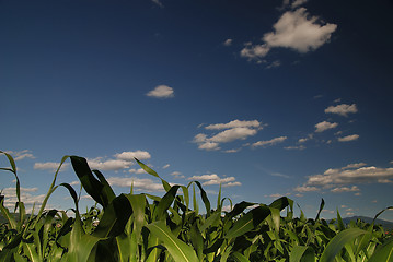 Image showing sunny day at field of corn and dramatic sky...