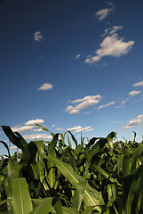 Image showing sunny day at field of corn and dramatic sky...