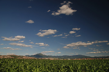 Image showing sunny day at field of corn and dramatic sky...