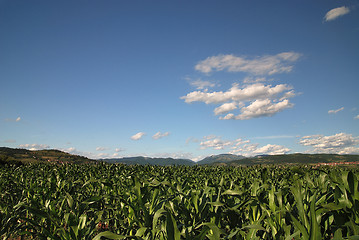 Image showing sunny day at field of corn and dramatic sky...