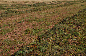 Image showing agricultural background