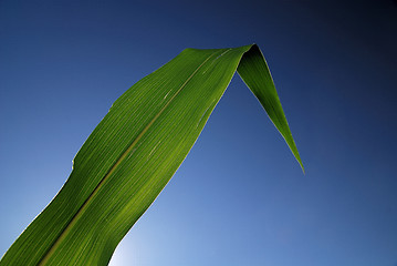 Image showing green leaf with blue sky in background