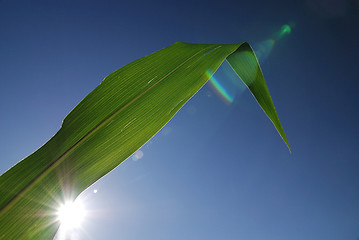 Image showing green leaf with blue sky in background