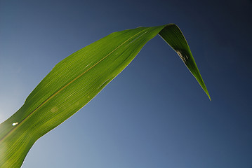 Image showing green leaf with blue sky in background