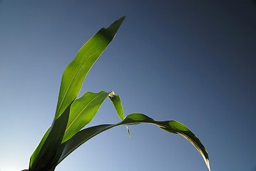 Image showing green leaf with blue sky in background