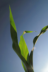 Image showing green leaf with blue sky in background